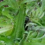 Taraxacum campylodes Кора