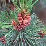 Pinus mugo Frunză