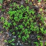 Leersia virginica Blatt