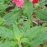 Impatiens balsamina Habitus