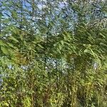 Sesbania sericea Habit