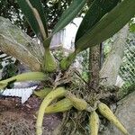 Dendrobium munificum Hoja