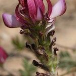 Hedysarum candidum Çiçek