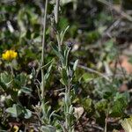 Linaria arvensis Φύλλο