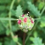Sanguisorba minor Flower