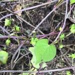 Quamoclit coccinea Likasa