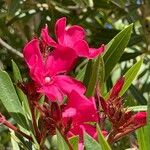 Nerium oleander 花