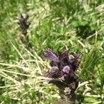 Bartsia alpinaFlower