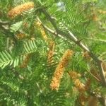 Acacia longifolia পাতা