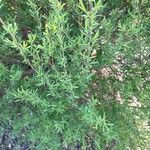 Salix purpurea Лист