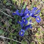 Iris lacustris 花