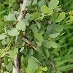 Bauhinia rufescens पत्ता