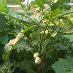 Solanum macrocarpon Frucht
