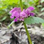 Lamium maculatumKwiat