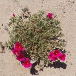 Portulaca grandiflora Habit