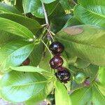 Eugenia brasiliensis Fruit