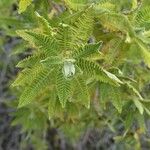 Chamaebatiaria millefolium Leaf