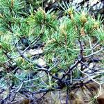 Pinus cembroides Агульны выгляд