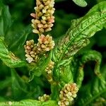 Oxybasis rubra Flower