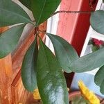 Ficus cyathistipula Φύλλο