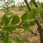 Cassia sieberiana Leaf