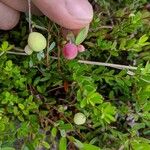 Gaultheria hispidula Frucht