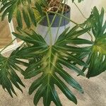 Philodendron bipinnatifidum Φύλλο