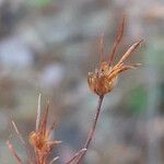 Juncus bulbosus Vaisius