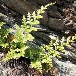 Asplenium cuneifolium Feuille