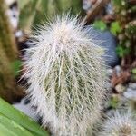 Cleistocactus hyalacanthus Liść