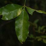 Vepris lanceolata Folio