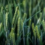 Triticum aestivum Ліст