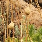 Cheirolophus teydis Fruit