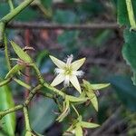 Rhizophora racemosa Flower