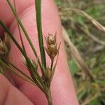 Juncus tenuis Fruto