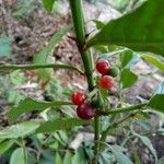 Psychotria carthagenensis Vrucht