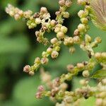 Urtica dioica Fruit