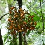 Hyophorbe indica Fruit