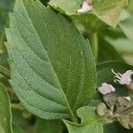 Ocimum americanum List