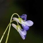 Viola riviniana Blüte
