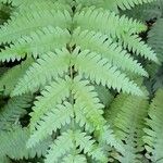 Pteris biaurita Liść