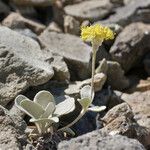 Eriogonum alpinum Hábito