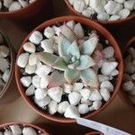 Echeveria colorata List