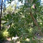 Baccharis pilularis Blad