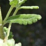 Teucrium polium Blad