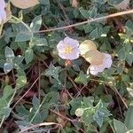 Silene uniflora Folla