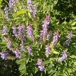 Galega orientalis Lorea
