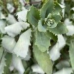 Hylotelephium telephium Likasa