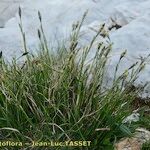 Carex vaginata Habit