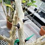 Erythrina velutina Bark
